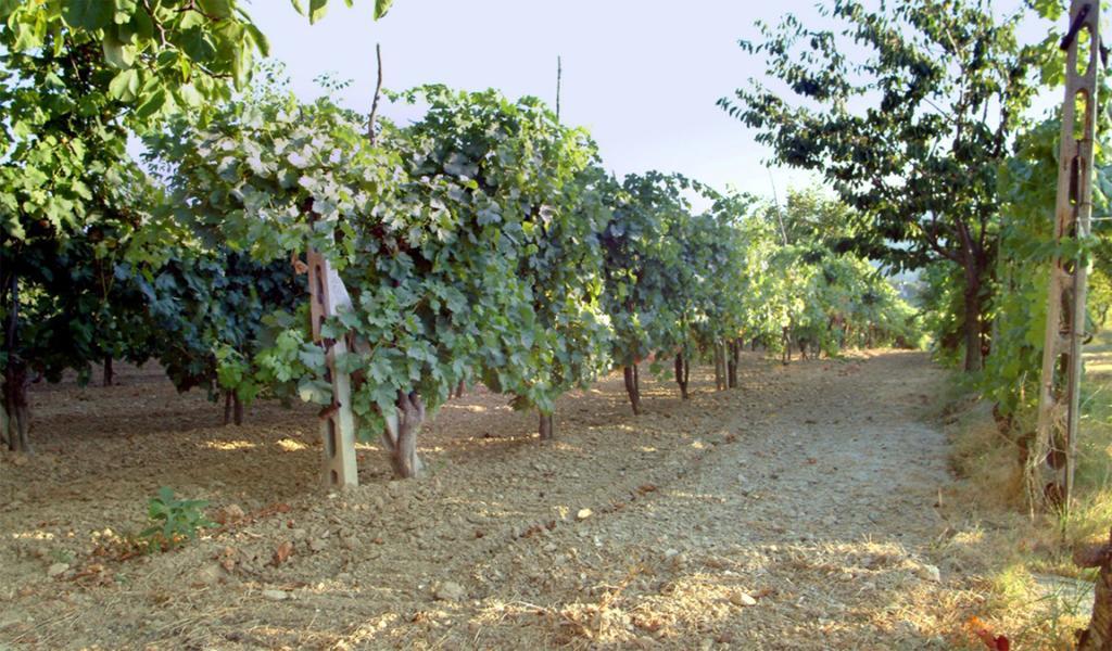 Belvedere Cramaccioli Vigne Ngoại thất bức ảnh
